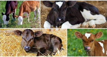 Příčiny pupeční sepse v lýtku, léčba a prevence zánětů